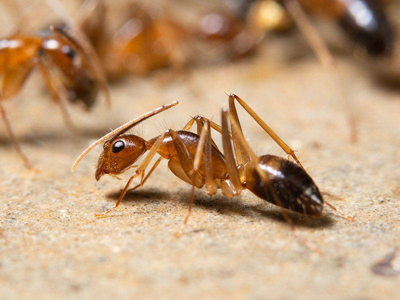 ghost ants crawling in sand