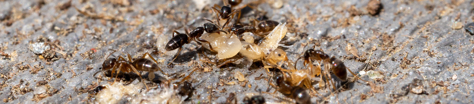 ants with ant eggs