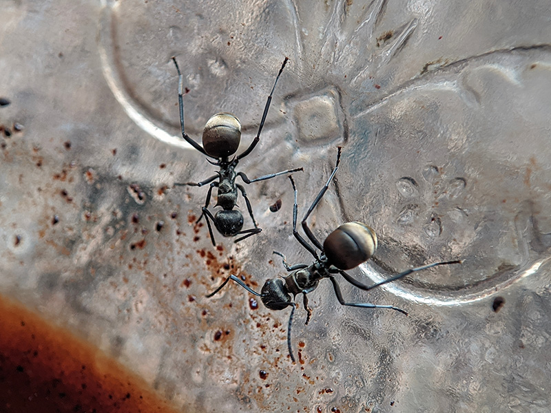 ants in a jar