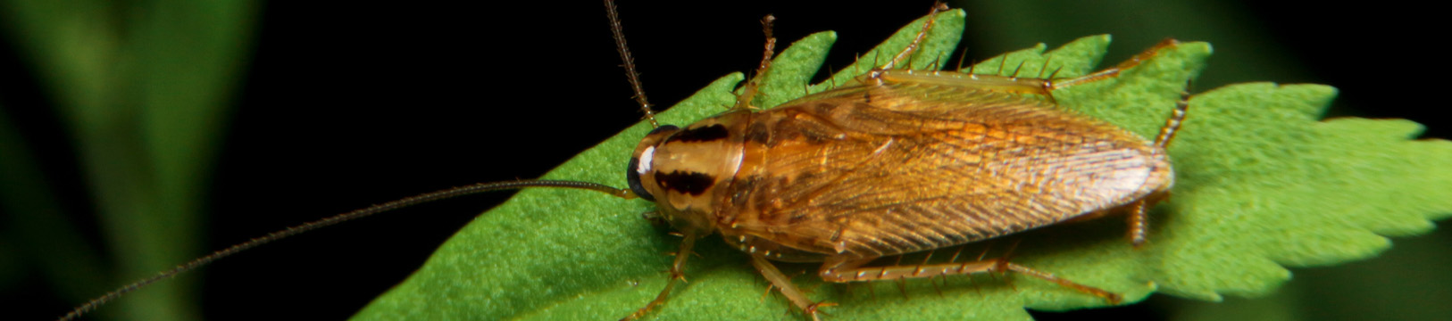 asian cockroach on a leaf