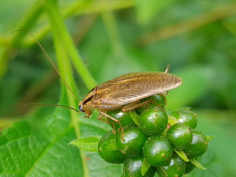 asian cockroach on berries