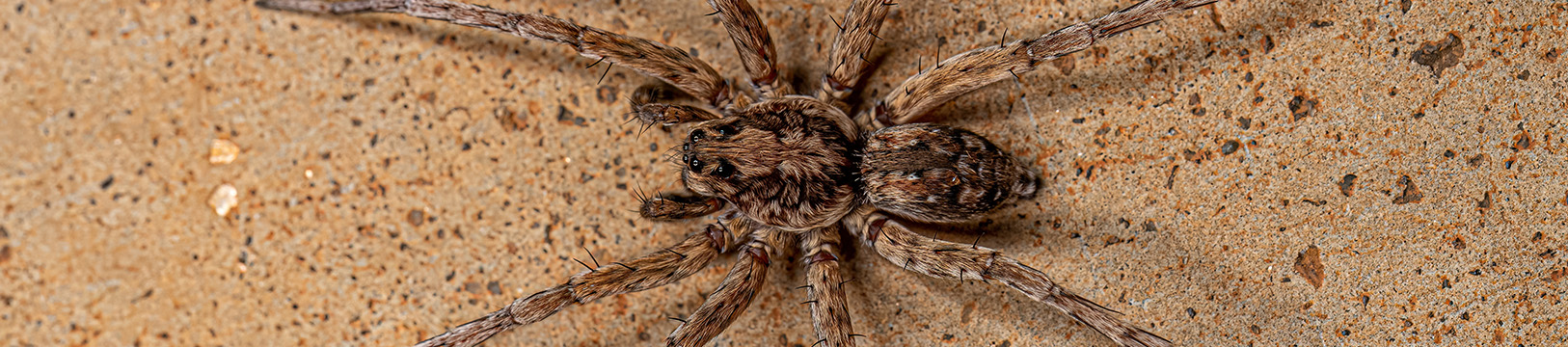 wolf spider on wall