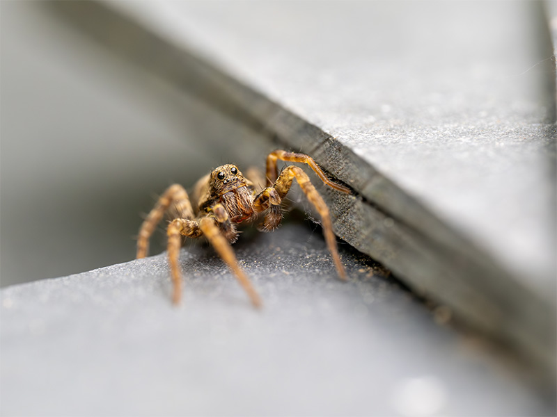 wolf spider on stone