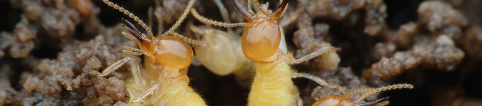 termites up close