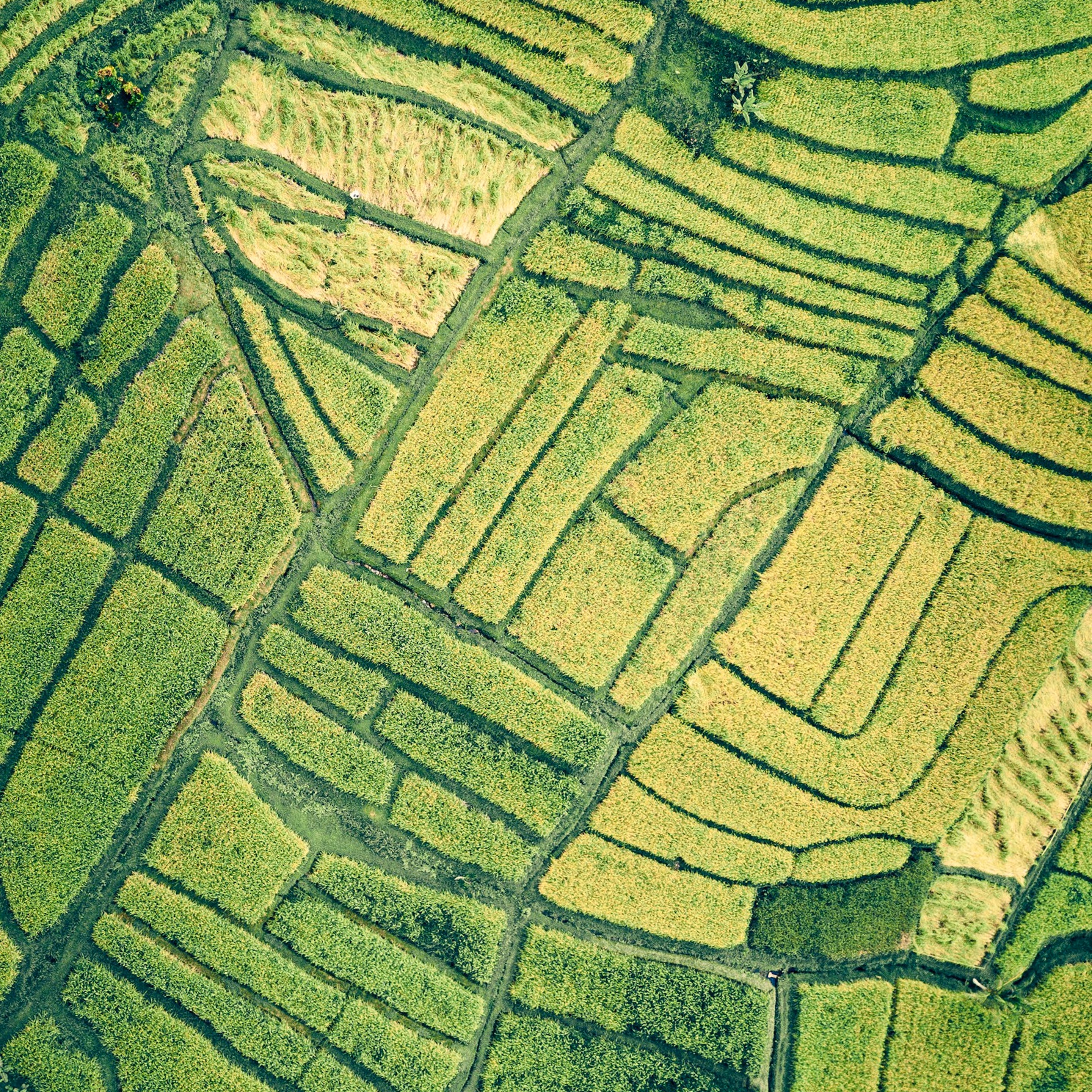 Vue aérienne de champs verts en terrasses avec diverses formes géométriques.