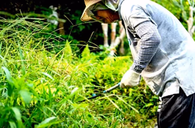 NTU Community Herb Garden 1