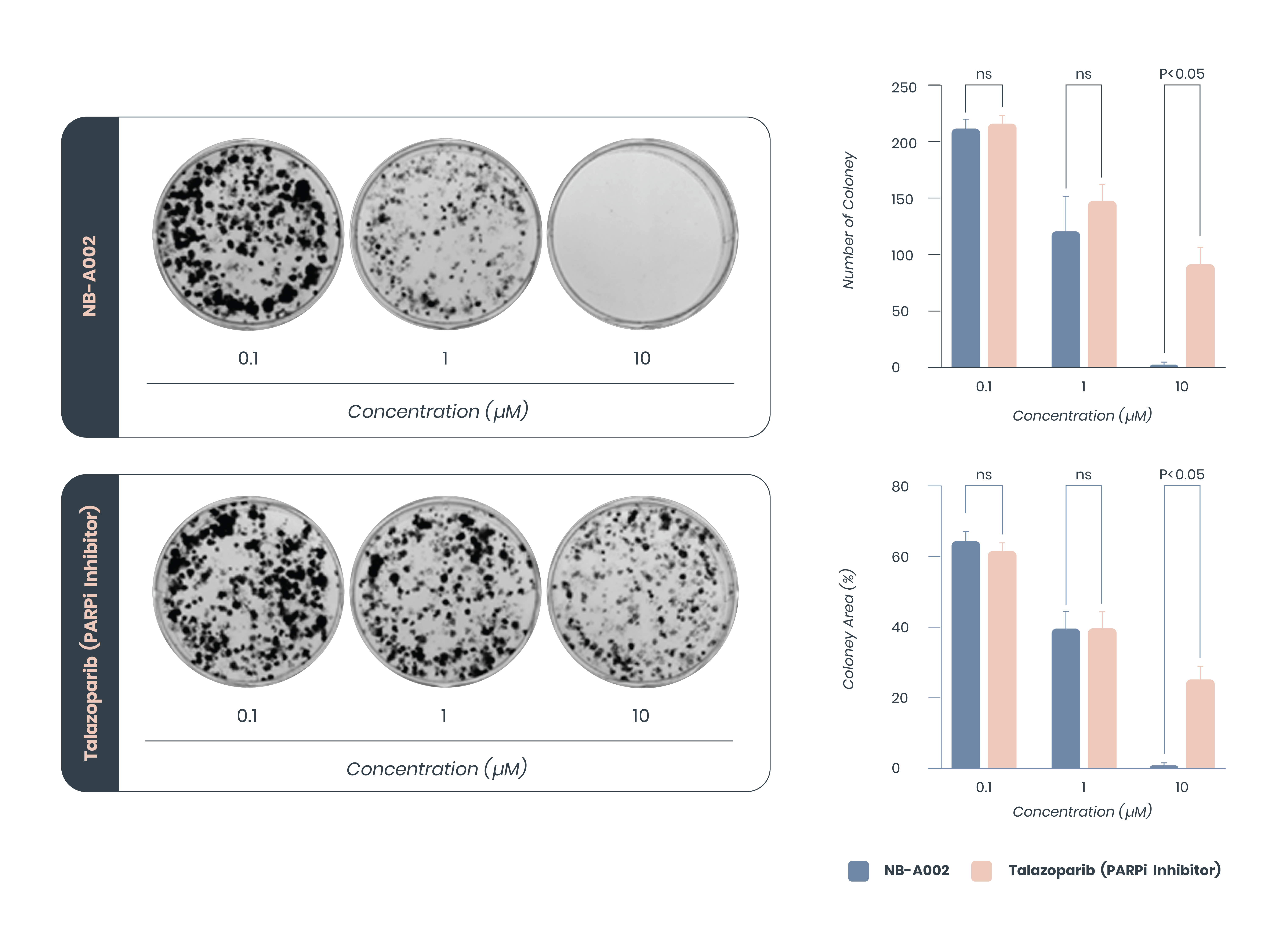 In-vitro response of HRD-positive lung cancer cells to NB-A002 and talazoparib