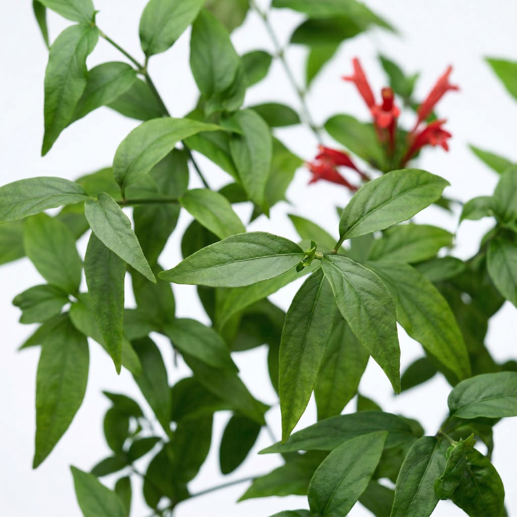 Clinacanthus Nutans