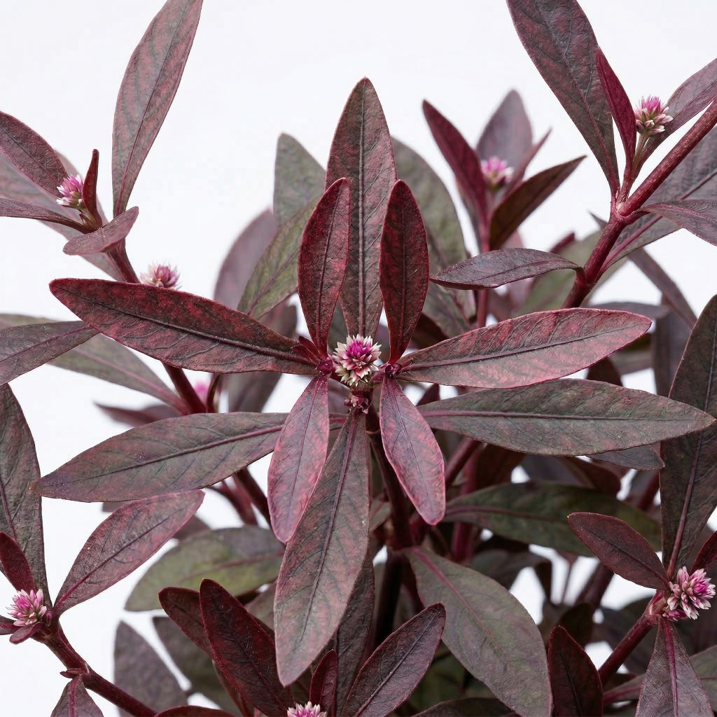 Alternanthera Sessilis