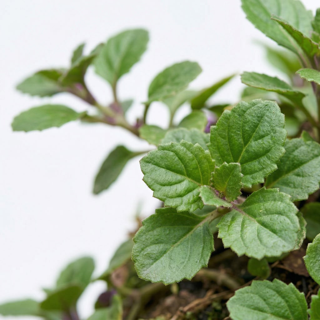 Gynura Procumbens