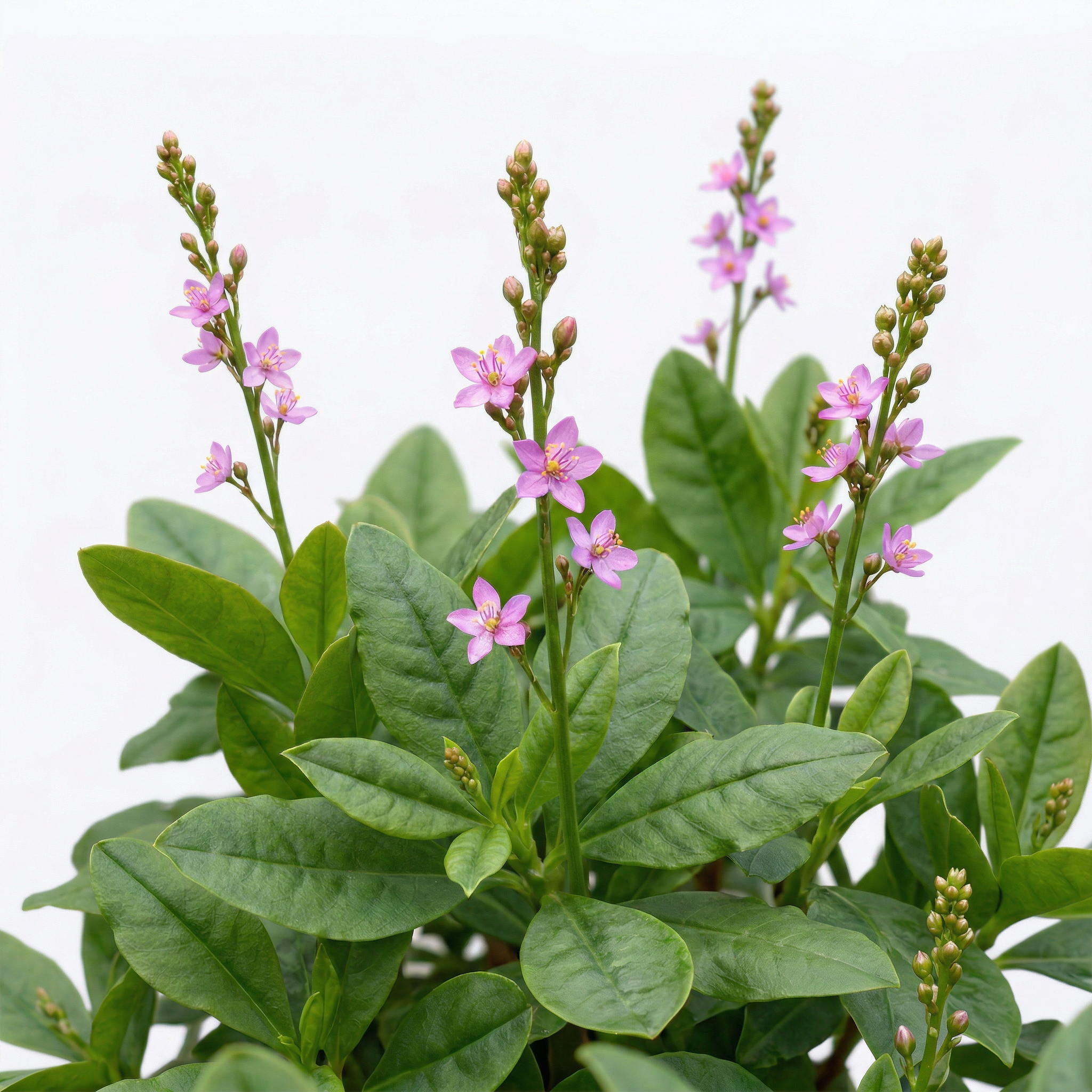 Talinum Triangulare