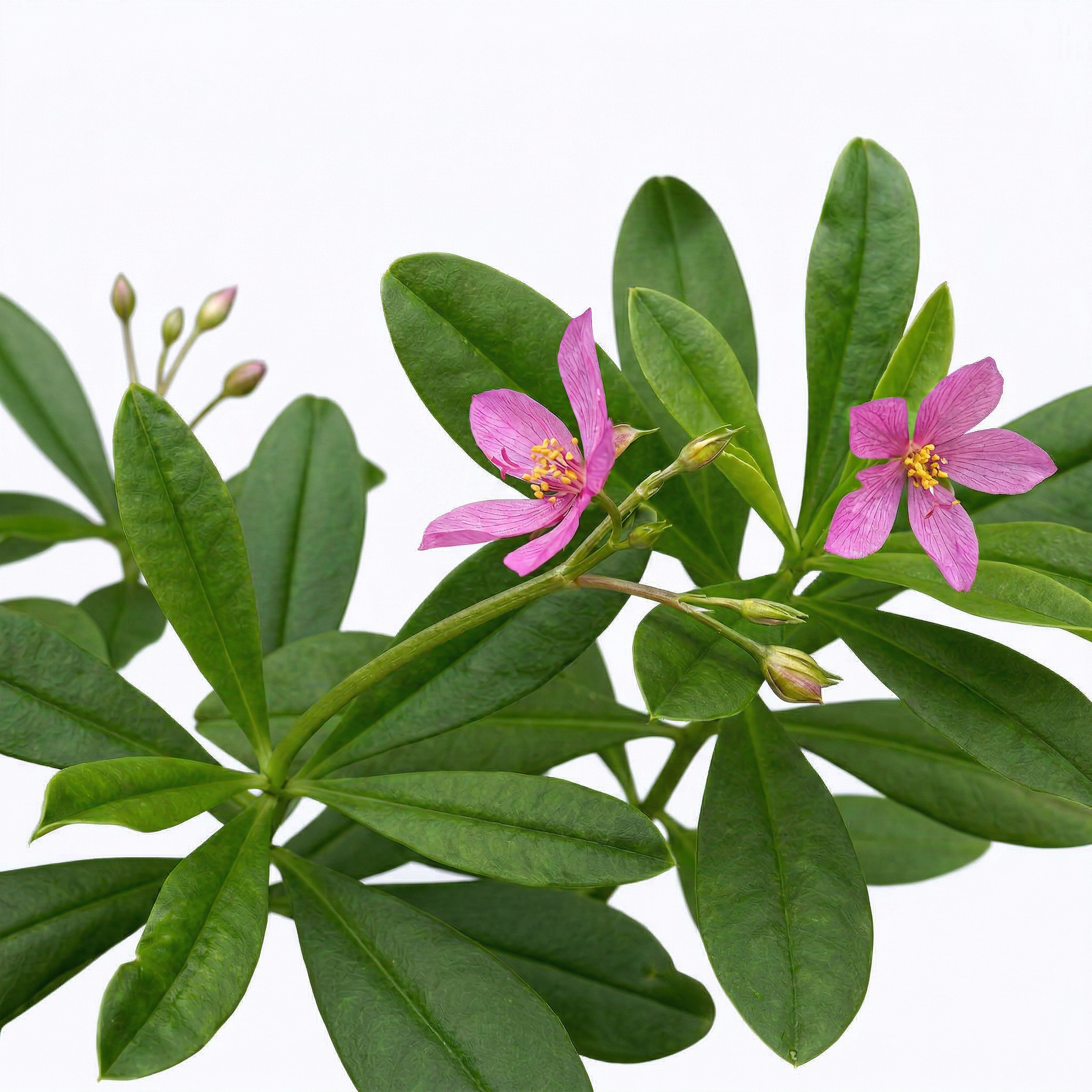 Talinum Paniculatum