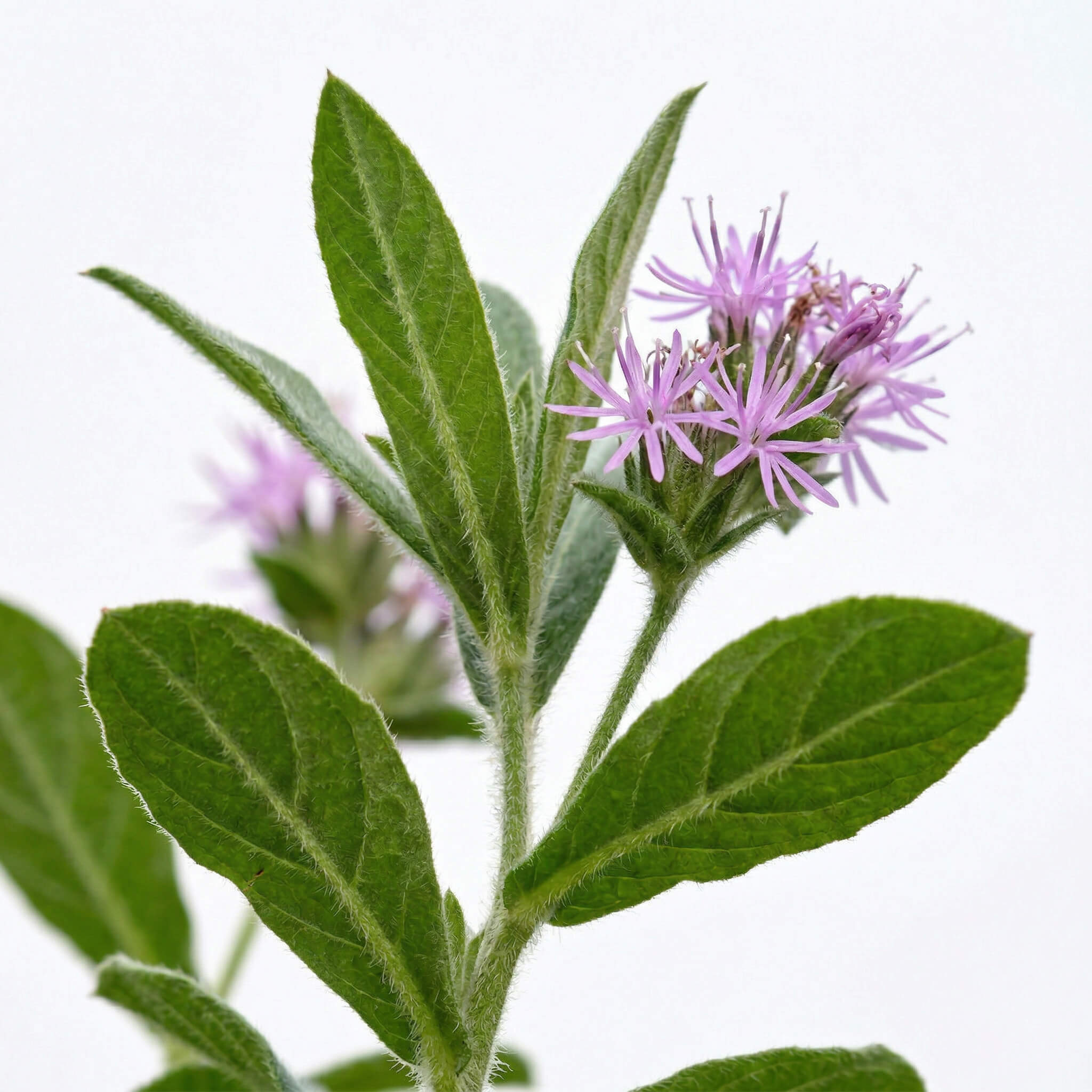 Elephantopus Tomentosus