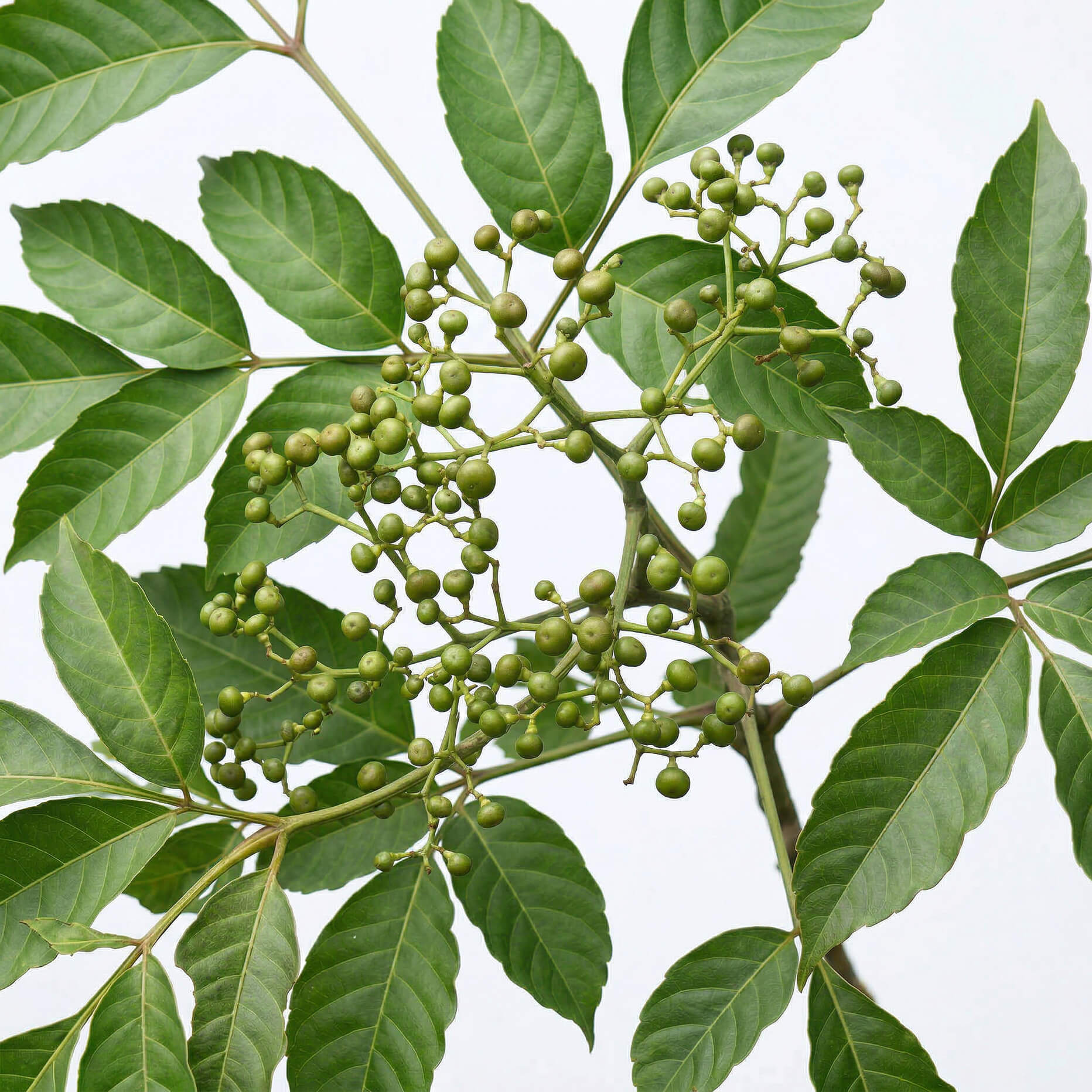 Leea Indica