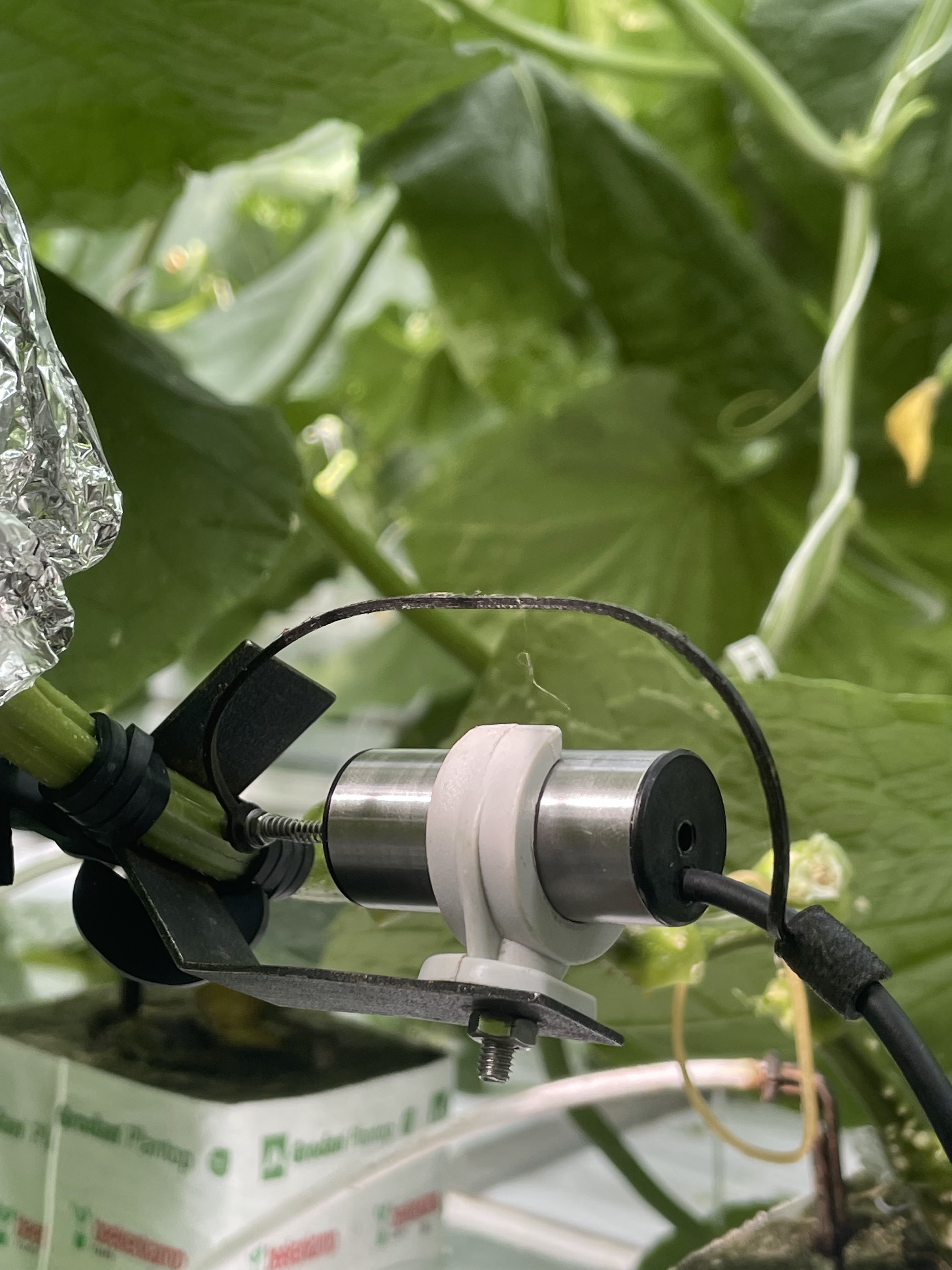 Sensor op de plant