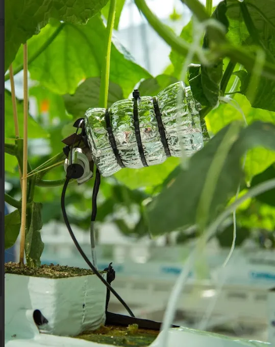 Installation d'un capteur de flux de sève 2Grow sur un plant de tomate sous serre