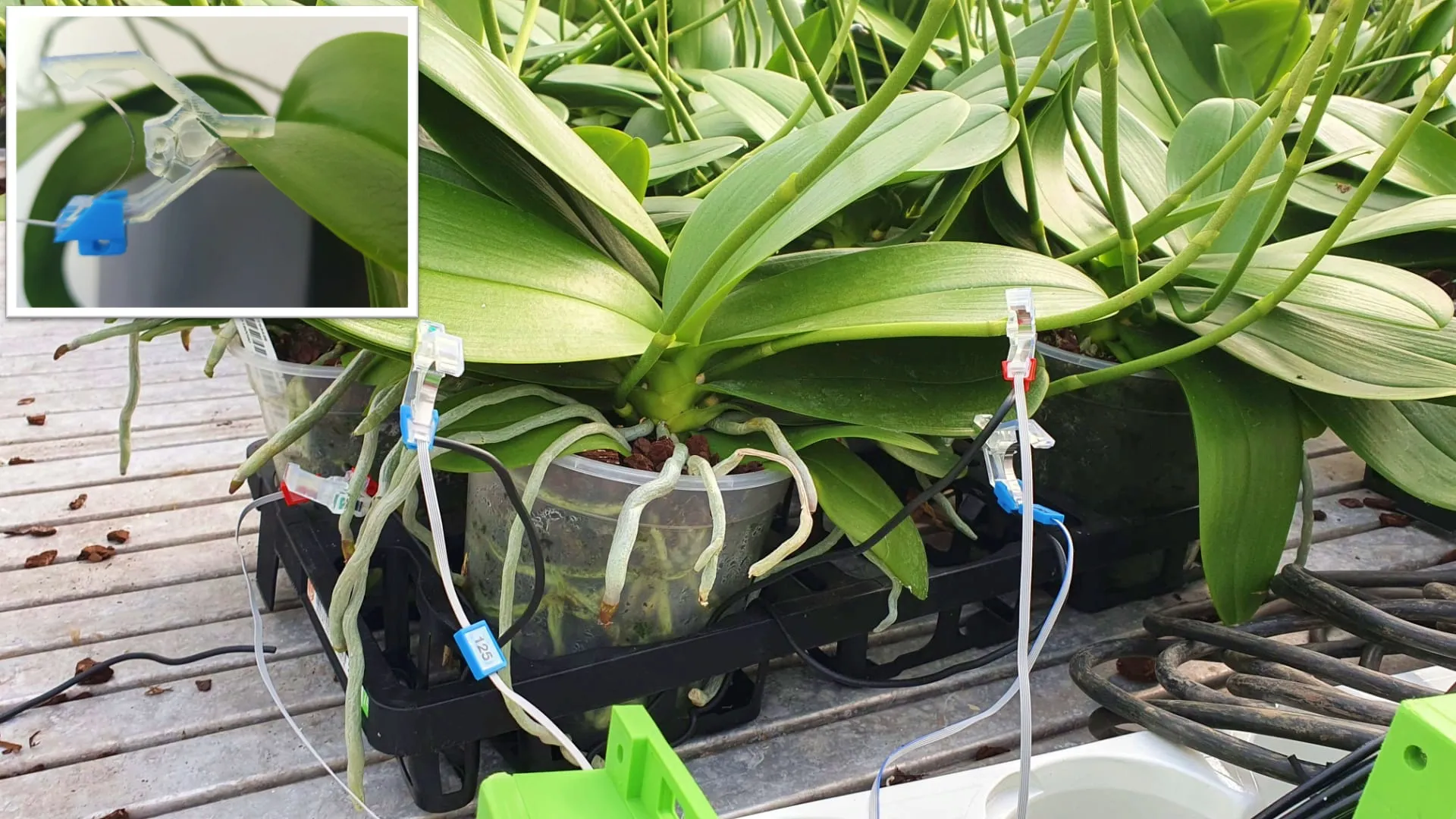 Capteur d'épaisseur de feuille PhytoClip 2Grow sur une feuille d'orchidée