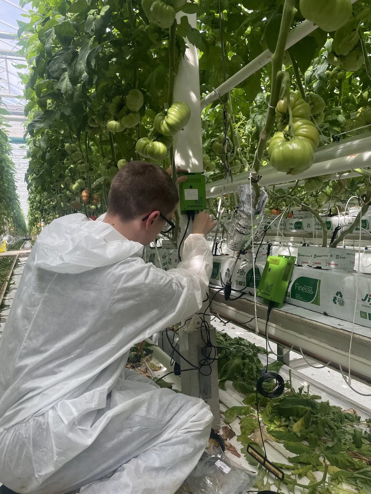 PhytoSense plantsensor van 2GROW geïnstalleerd in een serre