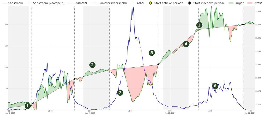 Grafiek van sapstroom en stengeldiameter bij tomaat, 8 tot 11 juni 2024, met turgor in het groen en stress in het rood