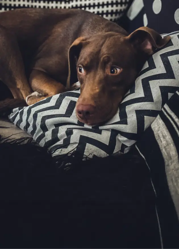 pet-friendly