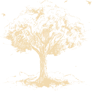 Dessin vintage d’un arbre grand avec un feuillage dense et un tronc fort.
