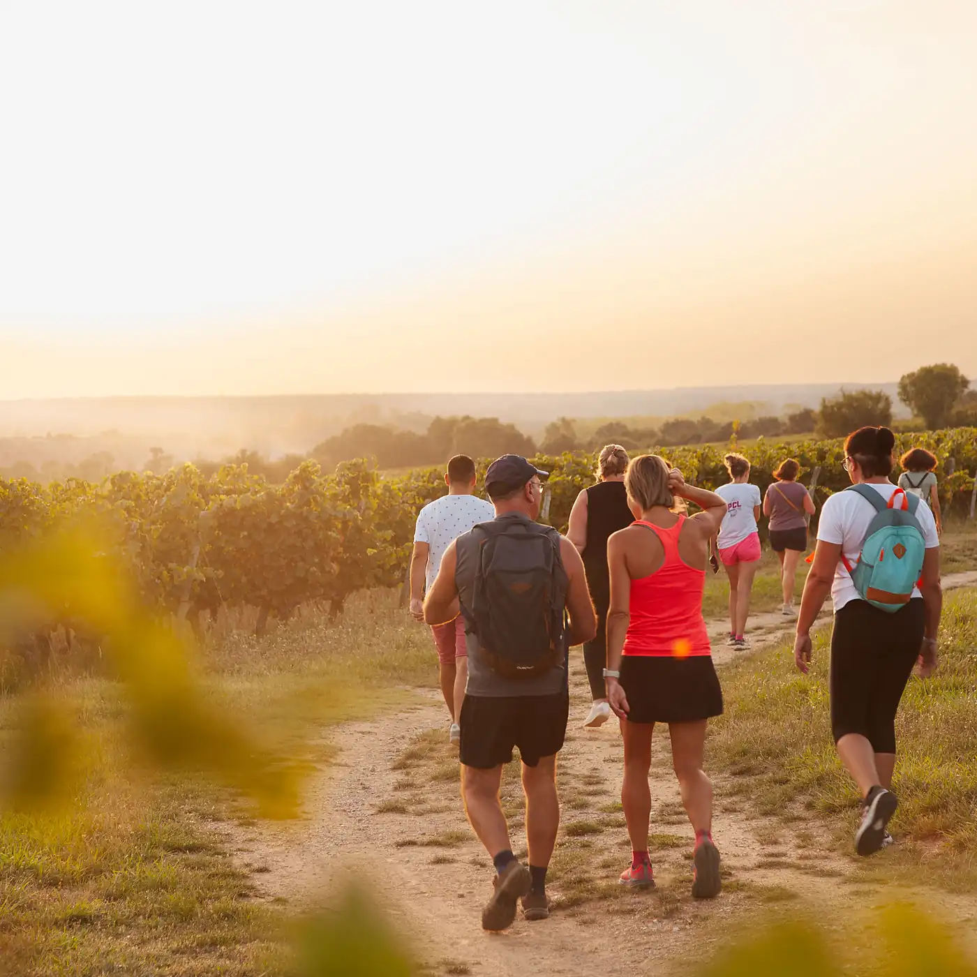 Groupe de personnes marchant sur un chemin entouré de vignes au coucher du soleil.