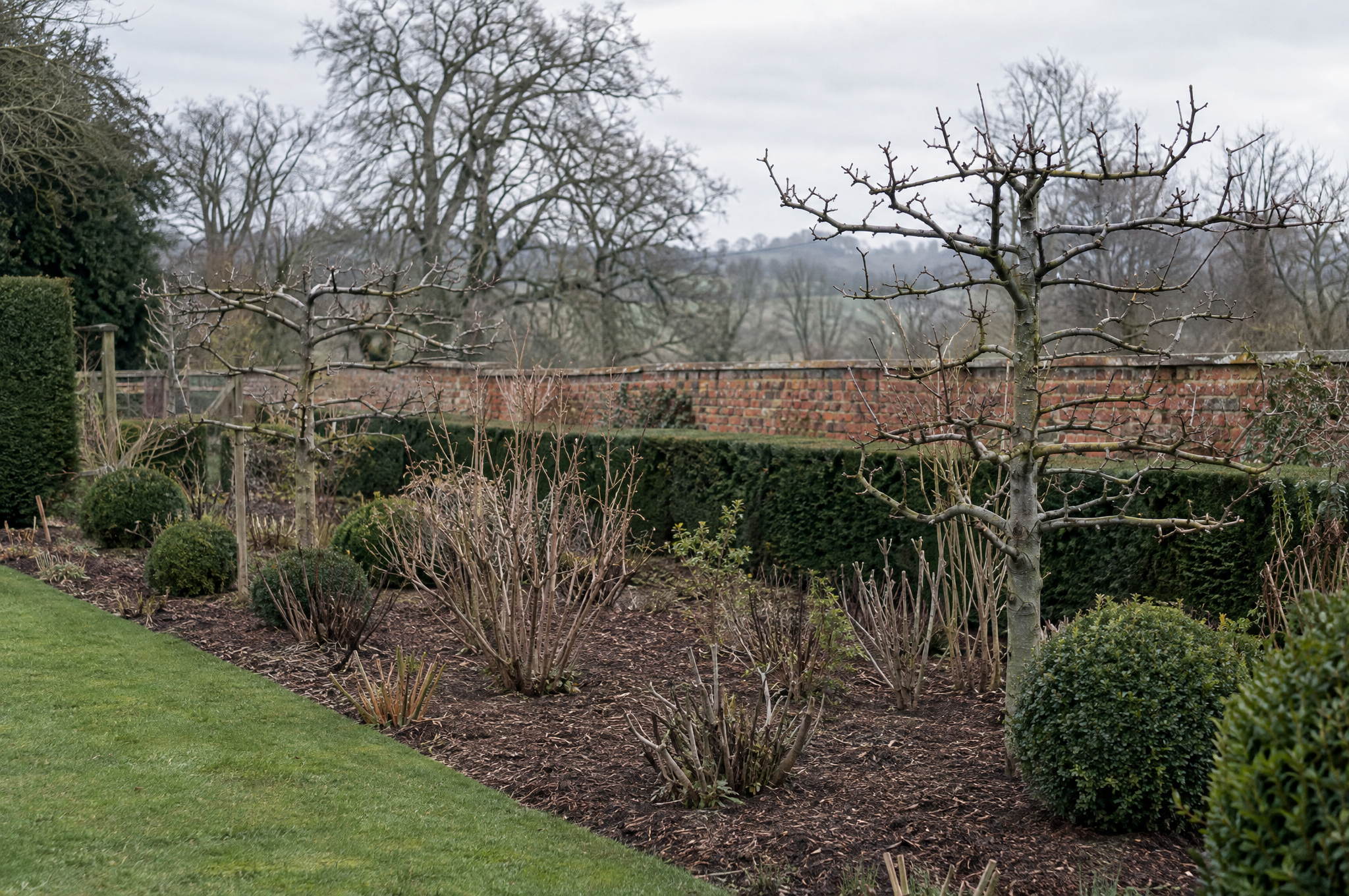 Dormant season pruning, bare structural shrubs cut to a clean open framework