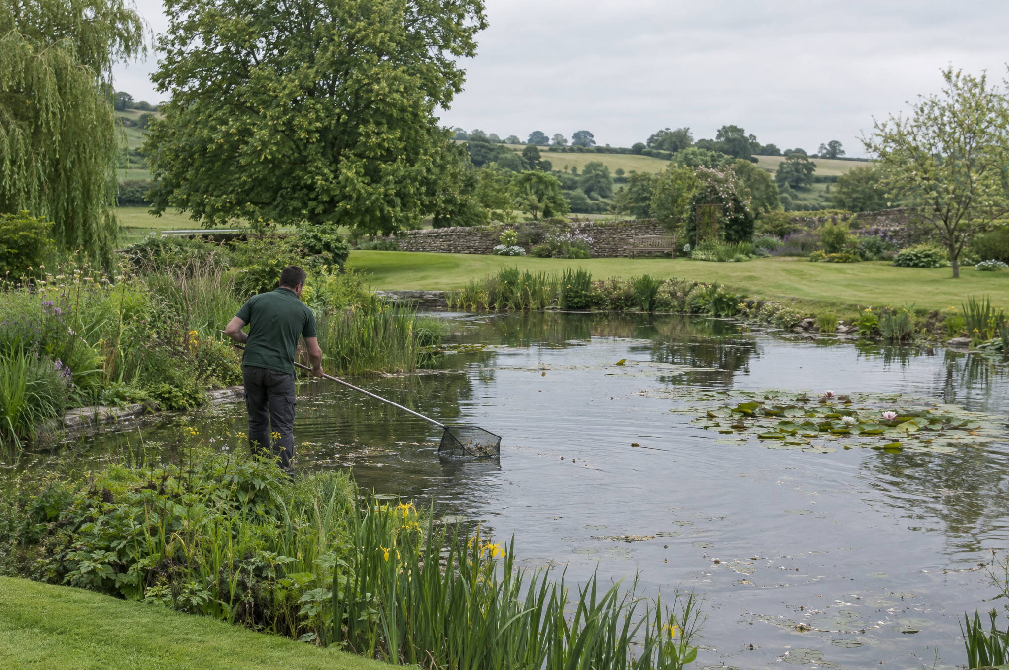 Gardener skimming surface debris from a garden pond with a long handled net