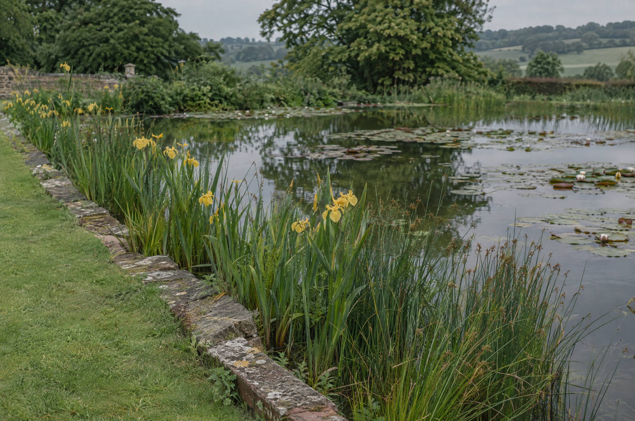 Planted pond margin of yellow flag iris and soft rush beside clear water