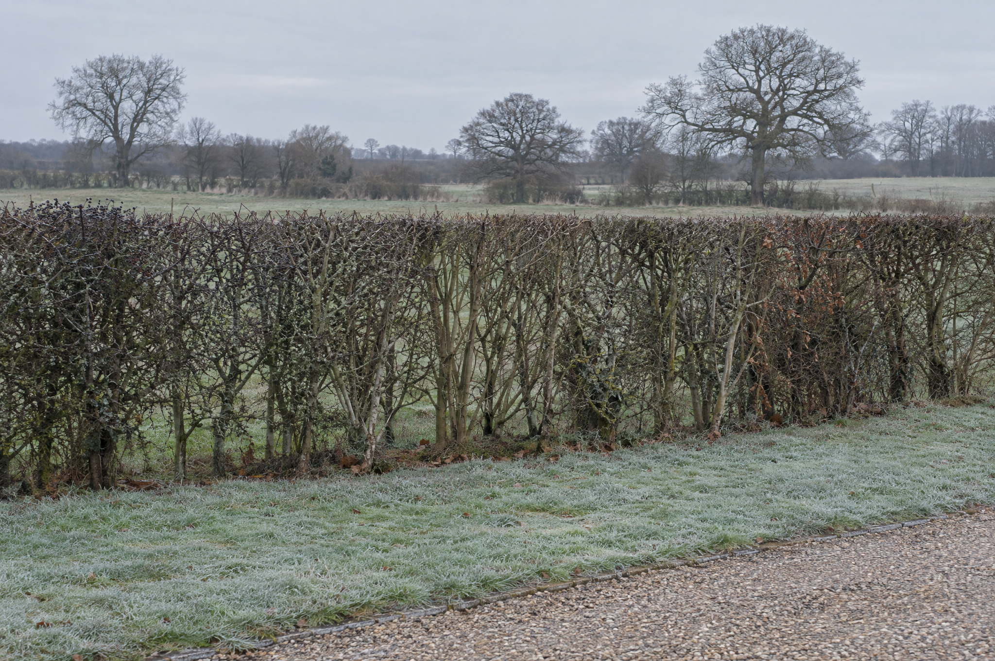 Native mixed boundary hedge of hawthorn and field maple cut to a clean line in midwinter, with a paddock and bare oaks beyond