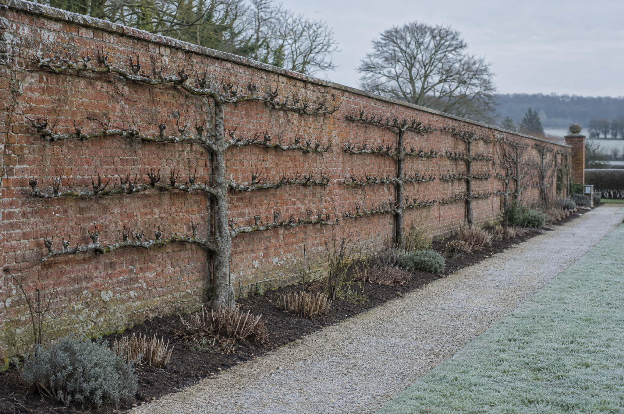 Espaliered pear and apple trees freshly pruned against a weathered red brick garden wall in late winter frost