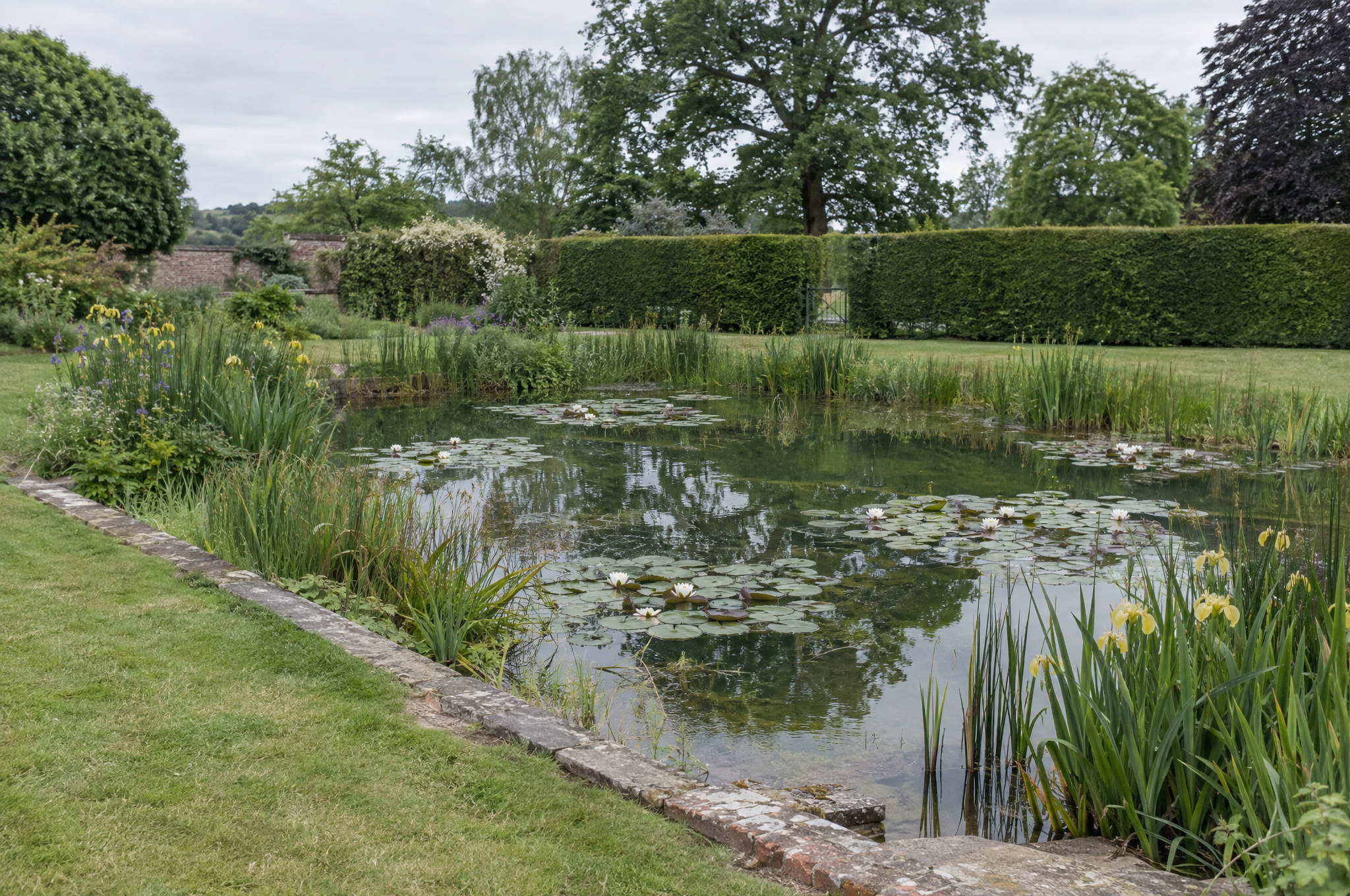 Natural garden pond with water lilies and planted margins of iris and rush, a stone and brick edge and mown lawn running up to the water