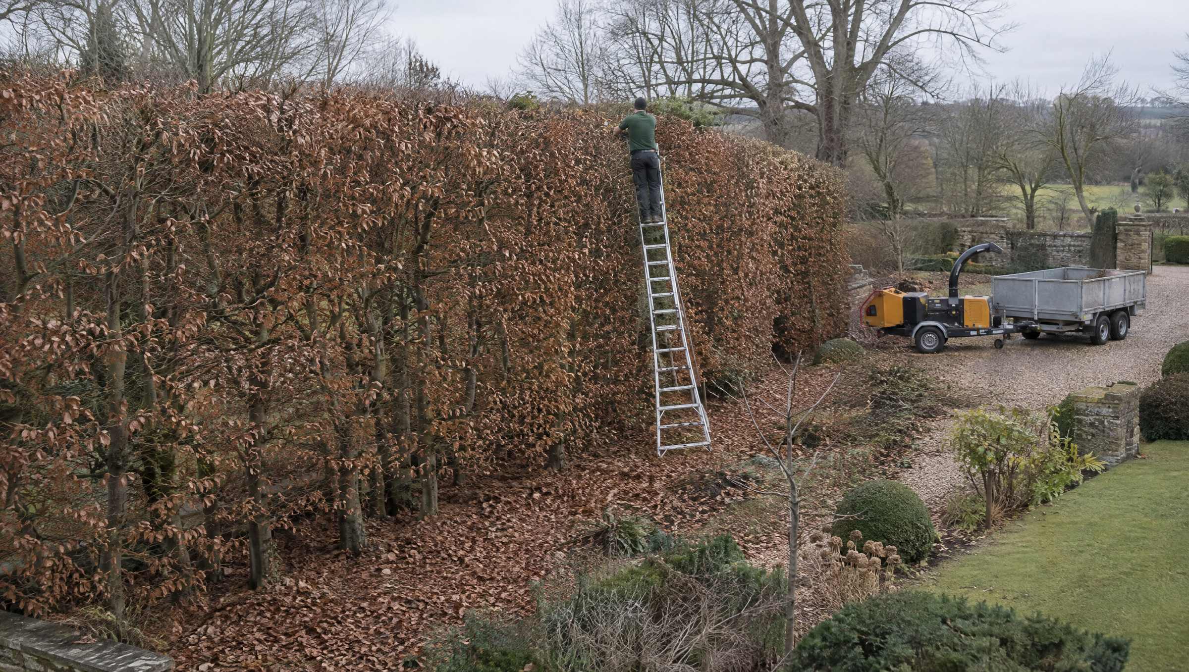 Tall mature beech hedge being reduced in a Suffolk country garden, with a platform ladder against it and a chipper on the gravel drive