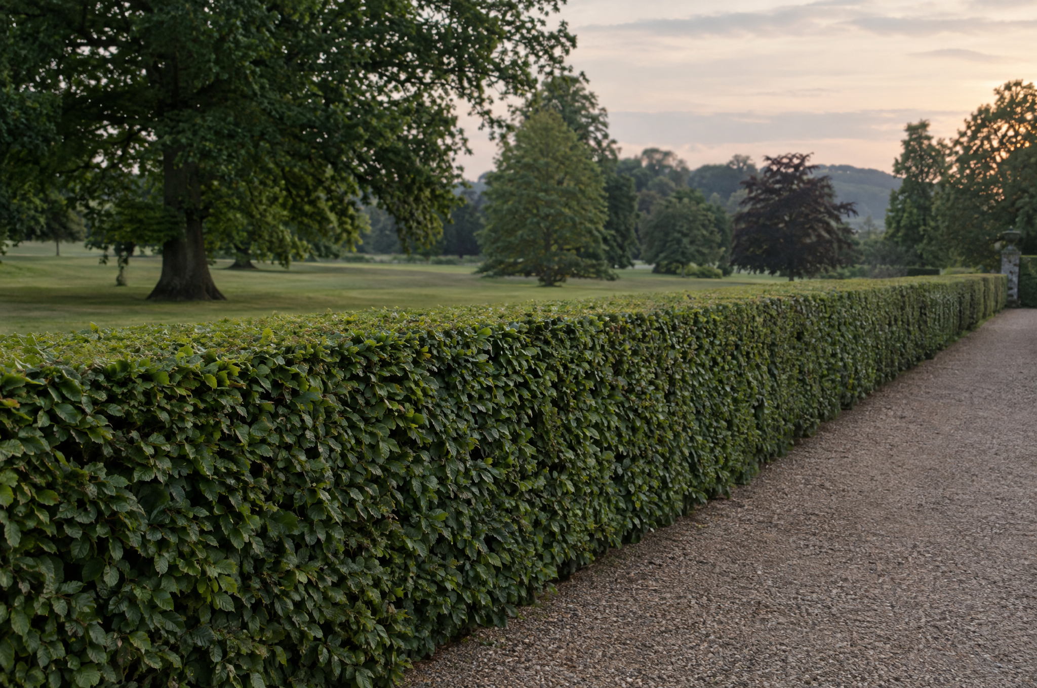 Long run of clipped hornbeam hedge in an estate garden, cut to an even face and a clean top line, with a gravel path alongside