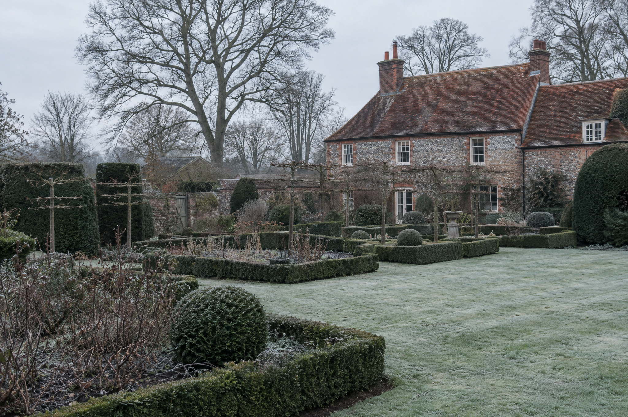 Suffolk country garden in winter, clipped yew and box holding the structure of the beds beside a frost touched lawn