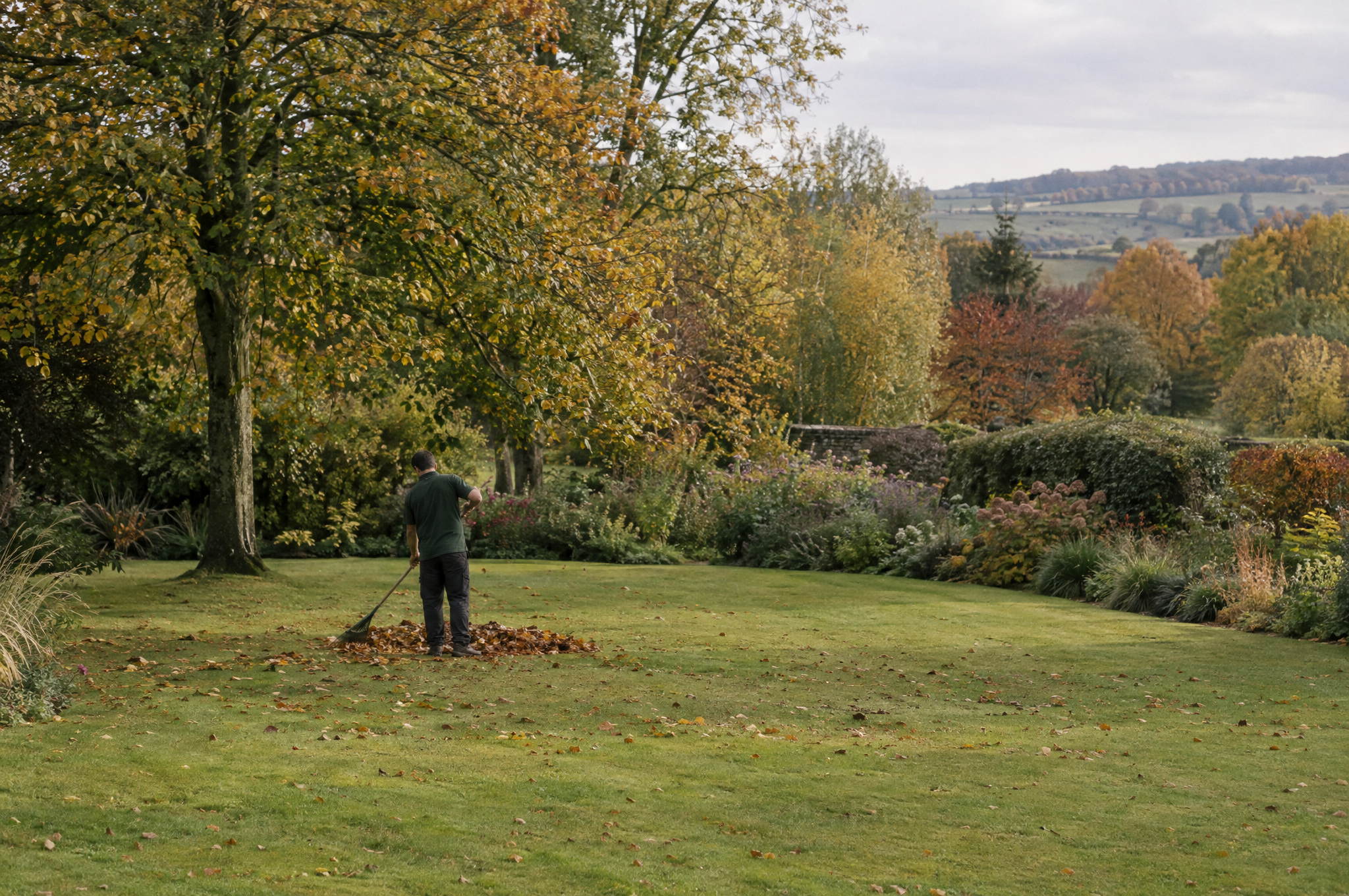 Gardener clearing fallen leaves from a country garden lawn with a rake