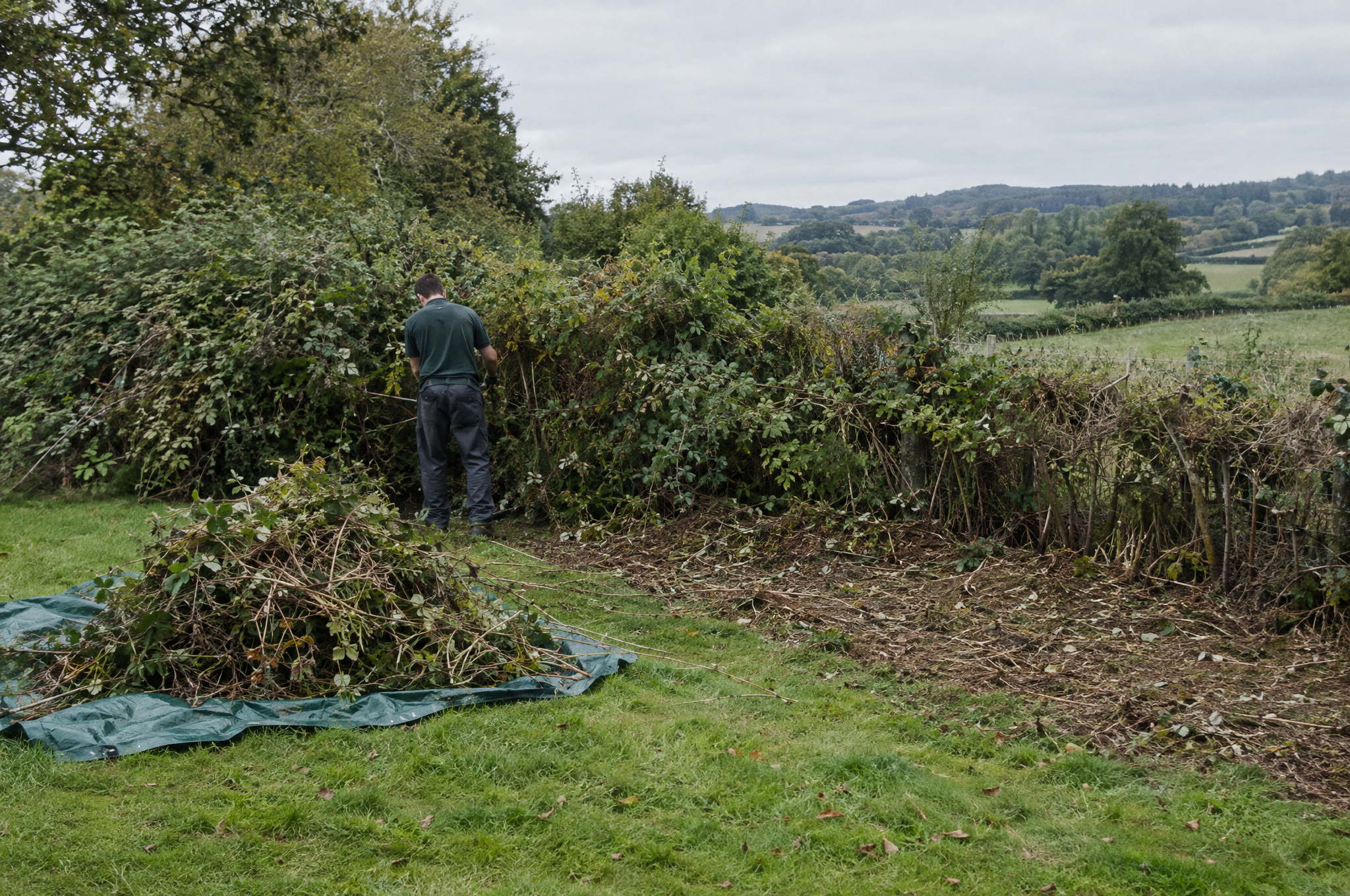 Gardener clearing bramble and scrub from an overgrown garden boundary