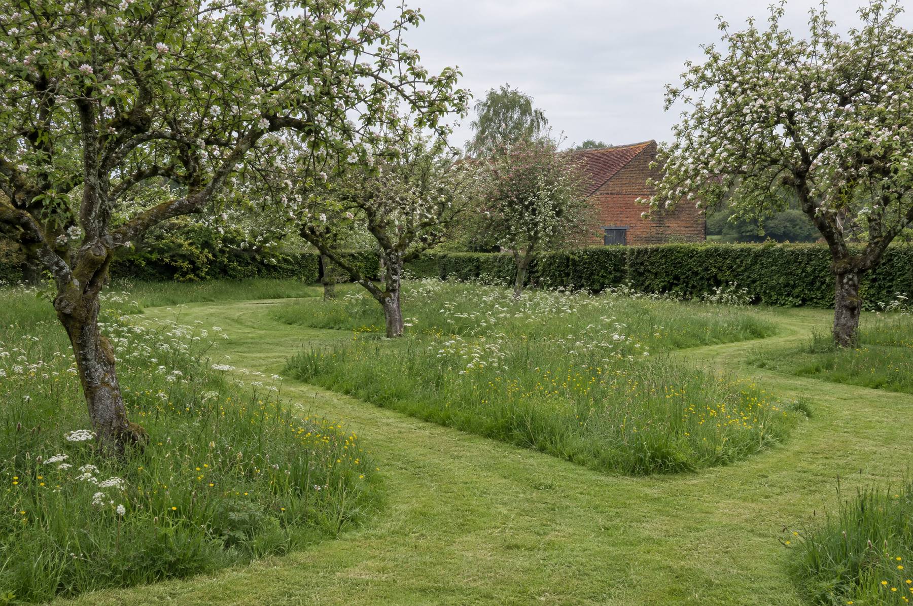 Mown paths curving through longer grass under old apple trees in an orchard lawn in late spring