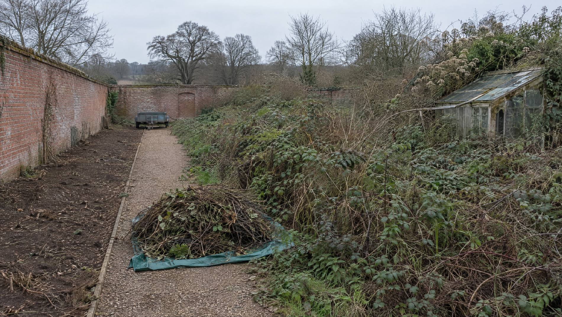 Neglected walled garden part way through a clean up, bramble cleared from one side to reveal the brick wall and gravel path