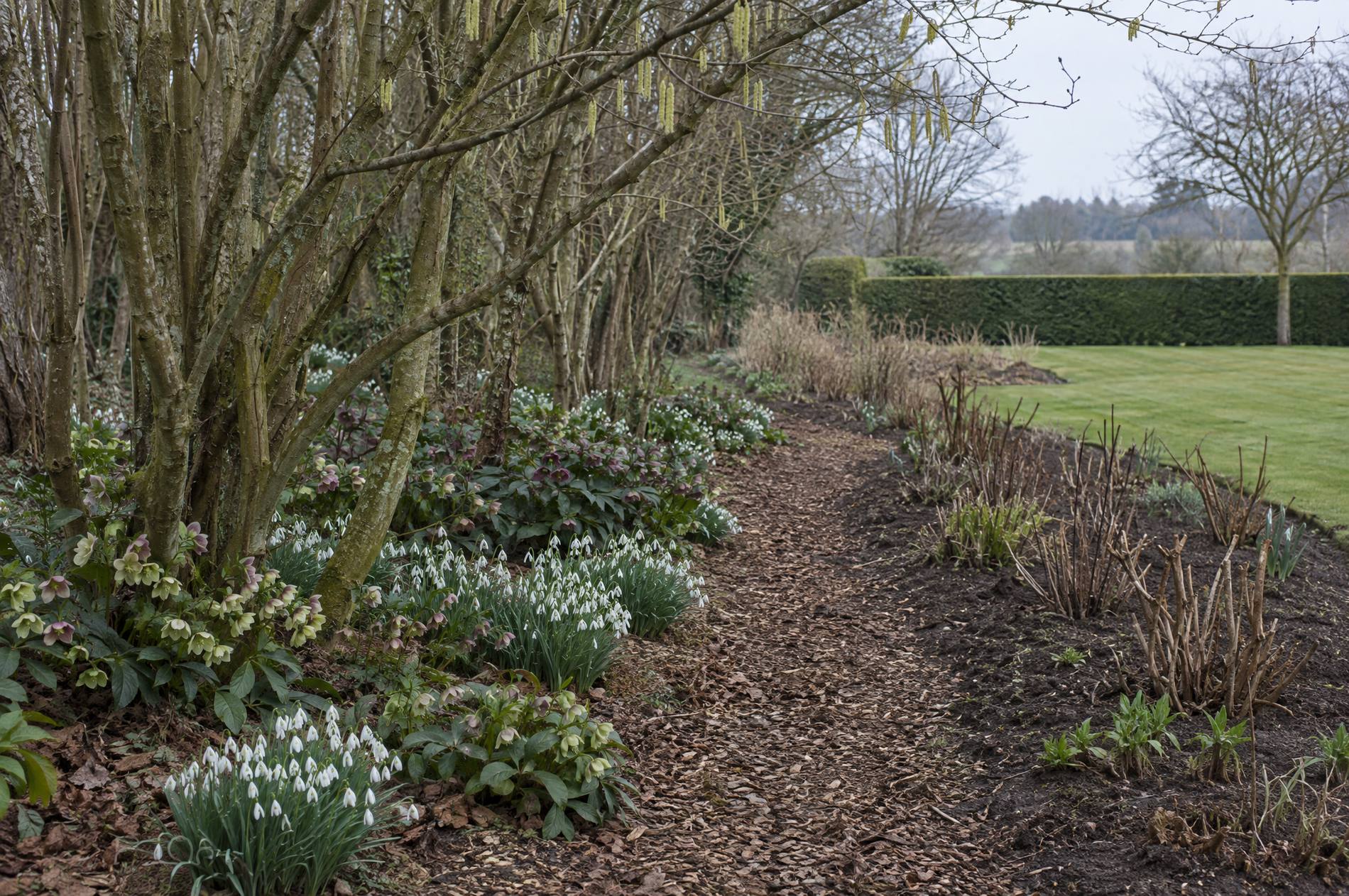 Drifts of snowdrops and hellebores under a hazel coppice at the woodland edge of a country garden in early spring