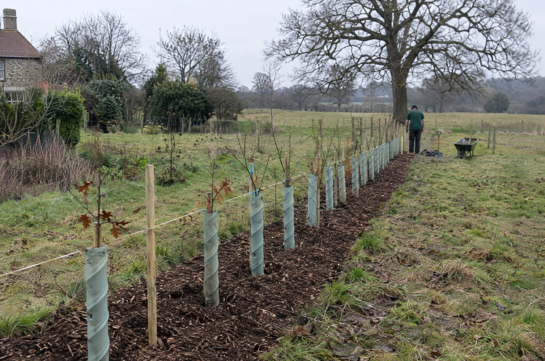 Newly planted native hedge line of hawthorn and hornbeam whips in guards, set in a mulched strip beside rough pasture