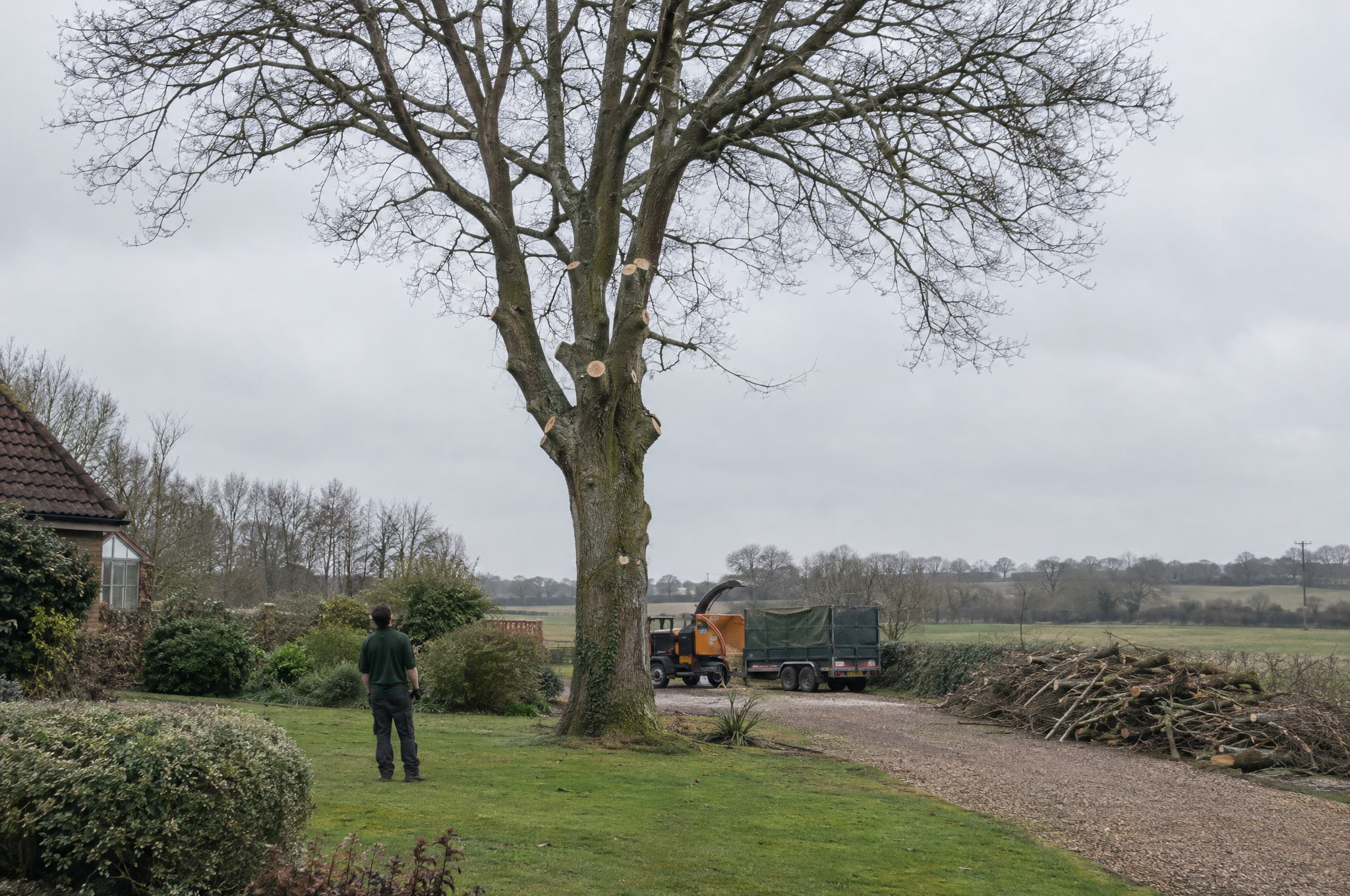 Mature oak freshly crown lifted at the edge of a country garden, with brash stacked and a chipper on the drive