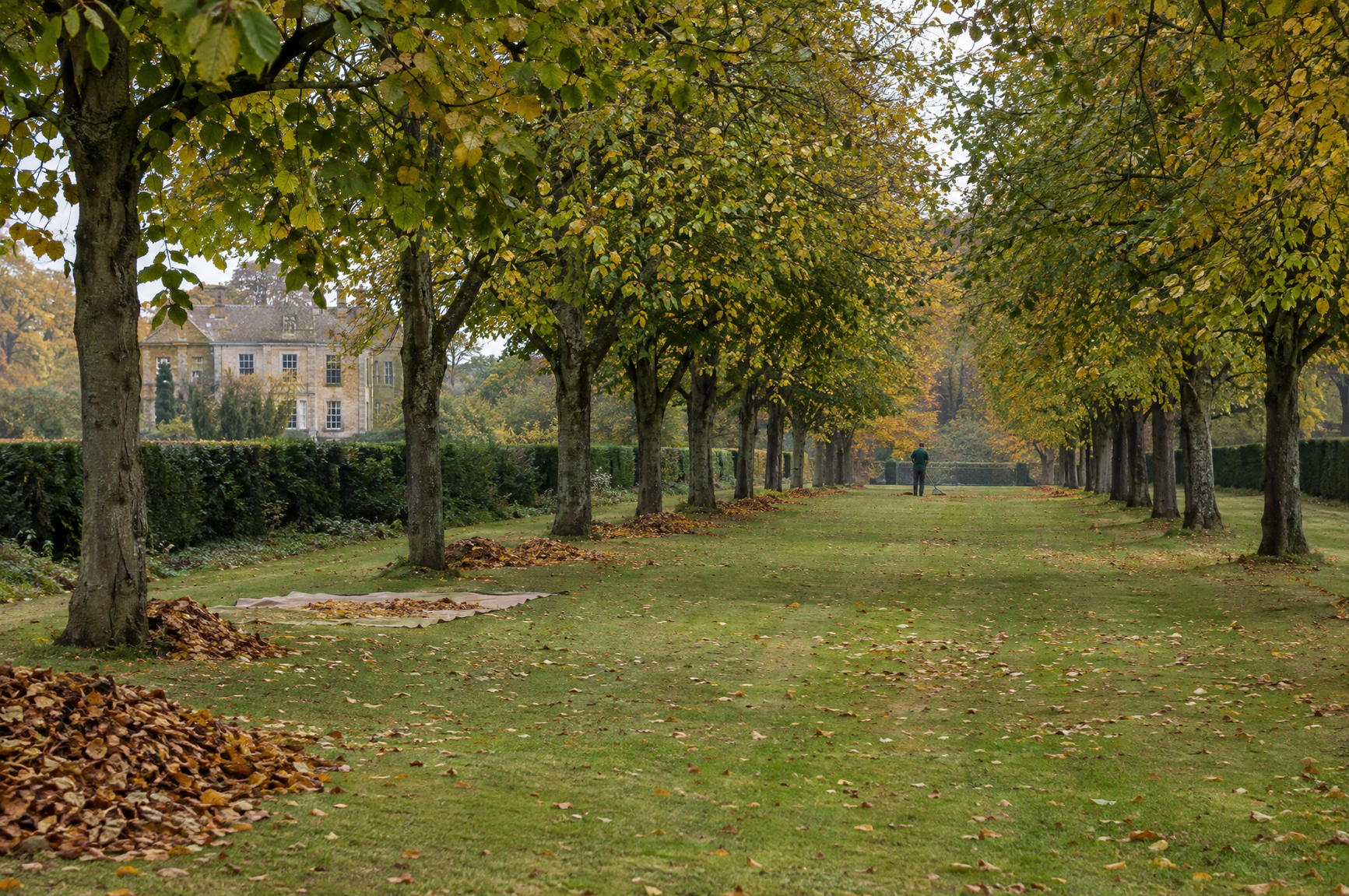 Broad lawn under an avenue of limes, half cleared of autumn leaves with neat heaps at the lawn edge