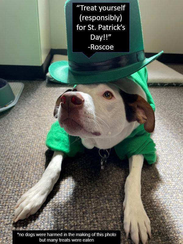 Roscoe, Chief Redfearn's rescue dog