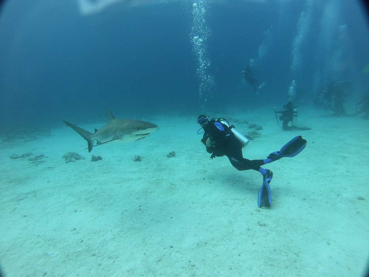 Deputy Chief Hartkopp on a dive