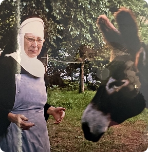 A nun in a white habit and blue apron standing outdoors near a large black and white cow with trees and grass in the background.