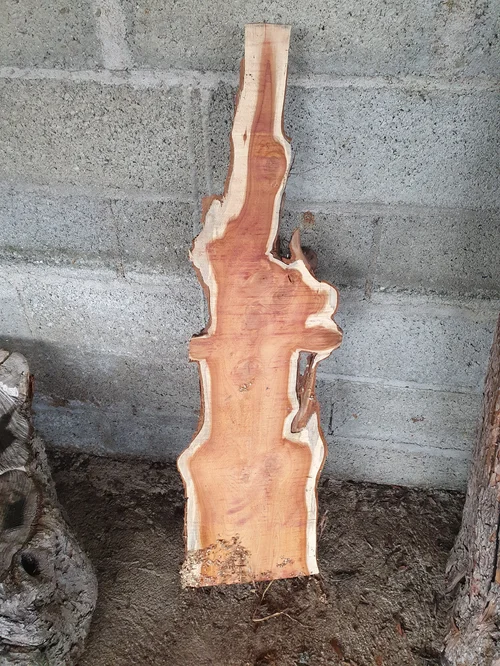 Morceau de If (bout de bois extraordinaire)