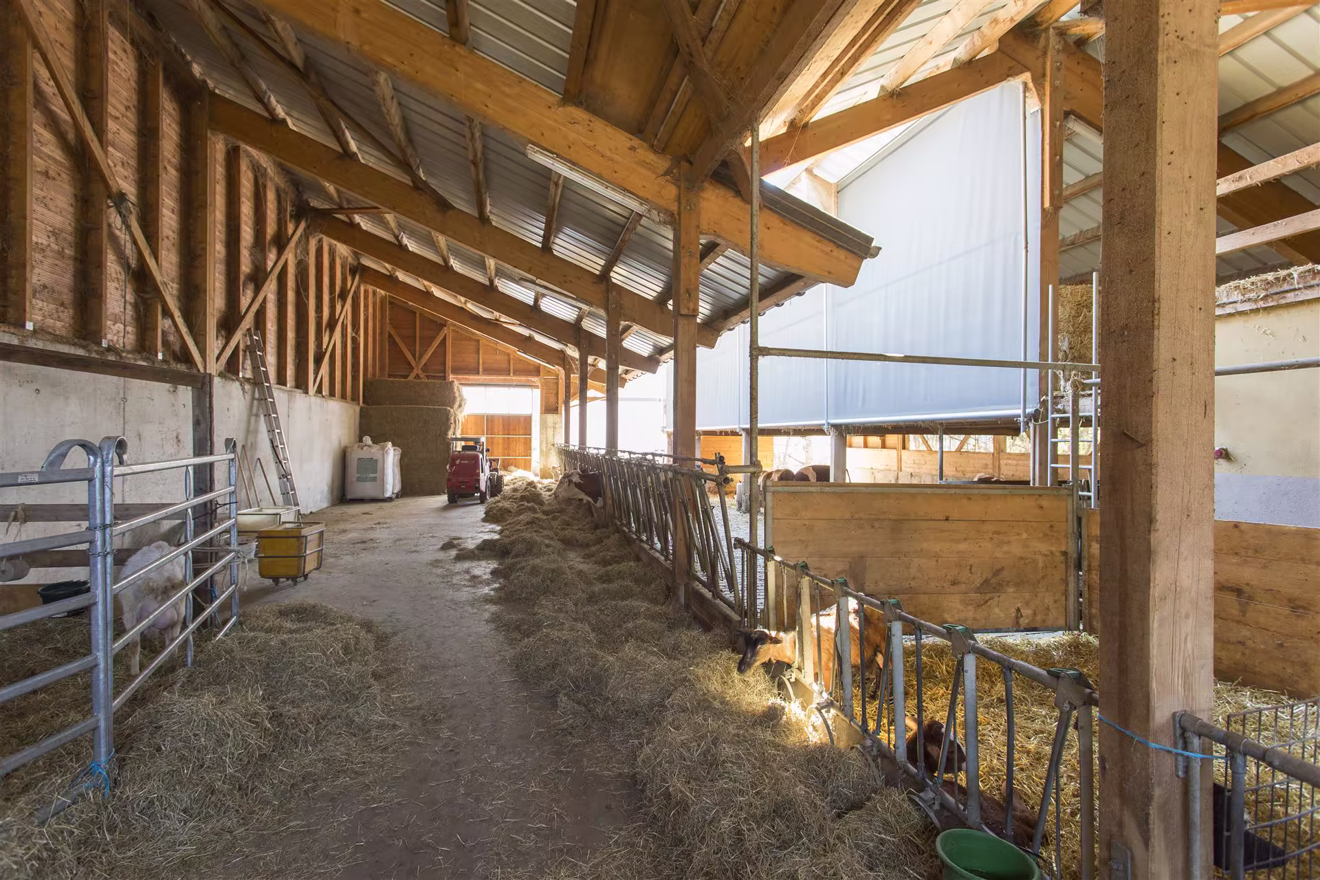 Intérieur d'une grange avec structure en bois, bottes de foin, tracteur rouge, râtelier et plusieurs chèvres dans des enclos.