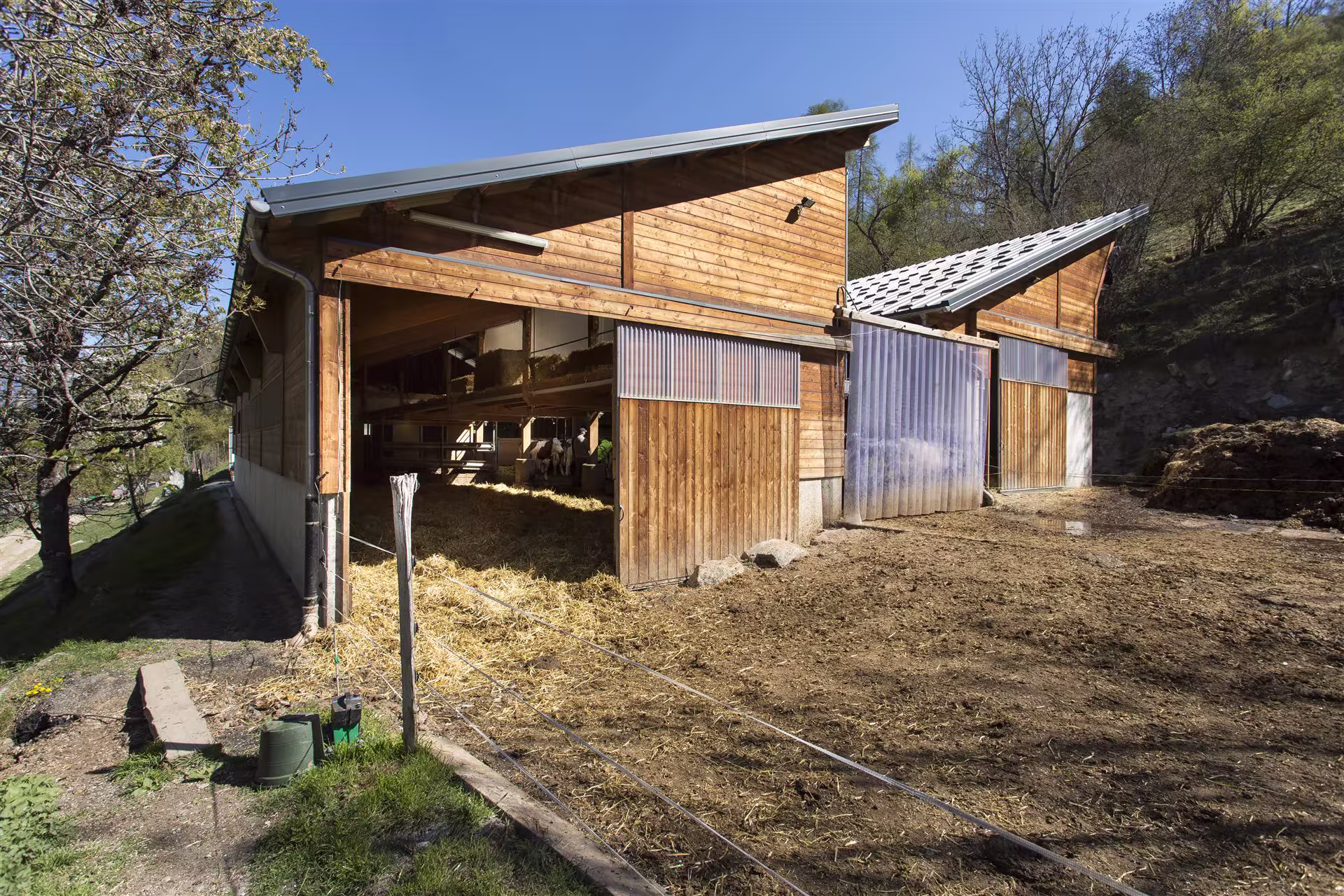Bâtiment agricole en bois avec portes ouvertes, paille et bétail visible, terrain boueux, arbres verts en arrière-plan sous ciel bleu.