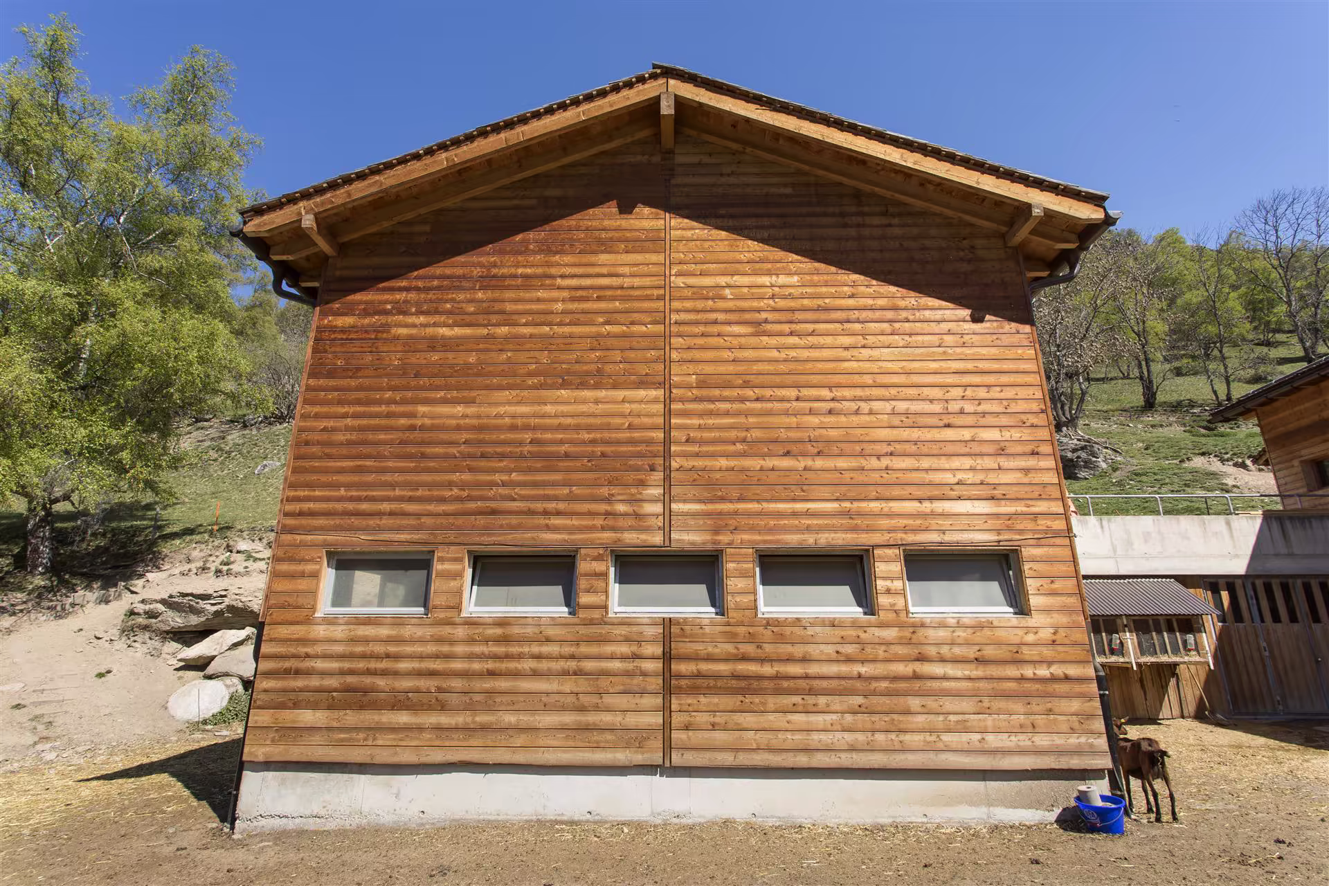 Façade en bois clair d’un bâtiment avec cinq fenêtres rectangulaires basses, entourée de végétation et un cheval près d’un seau bleu.